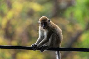 Monkey sits on steel rope outdoor