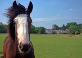 brown horse with a white nose at the stables in Nottingham