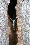 splendid Tree Bark Wood