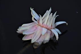 Close-up of of the beautiful and colorful, blossoming lotus flower, at black background