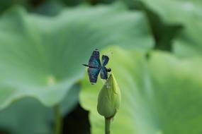 Beautiful, blue dragonfly on the green lotus bud with green leaves