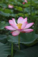 water pink lotus among large leaves close up