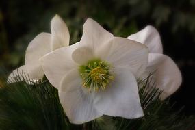 beautiful Flowers Christian Roses