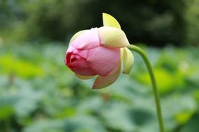 Kite Lotus Water Lilies bud