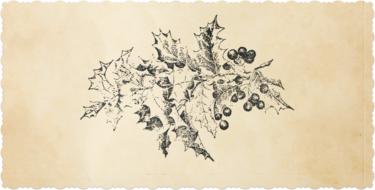 Beautiful, black drawing of the Holly Christmas plant, with the berries and leaves, on the vintage background, clipart