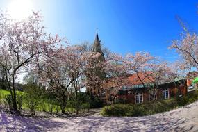 flowering Japanese cherry on the background of a gothic church