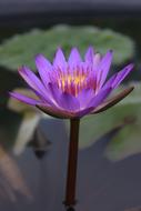 young purple lotus in the pond of a Buddhist temple