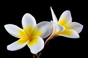 two frangipani flowers