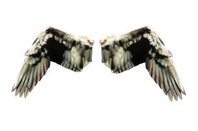 fantasy fairytale angelic wing