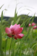 Kite Lotus Water Lilies flowers