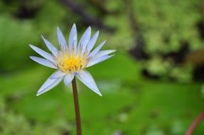 Close-up of the beautiful, blooming, blue and yellow lotus flower, near the green plants, in Thailand