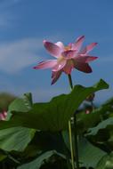 enchanting Water Lilies flower