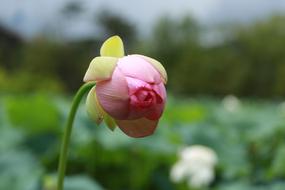 delightful Water Lilies