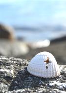 beautiful Cross Seashell Faith
