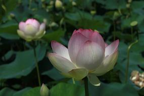 blooming beautiful lotus