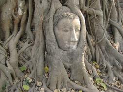 Buddha face in tree roots