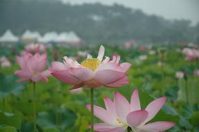 wonderful pink Lotus Flowers