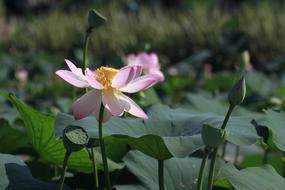splendid Kite Lotus Nature