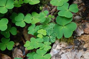 Klee White Clover