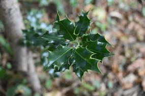 green Holly Forest