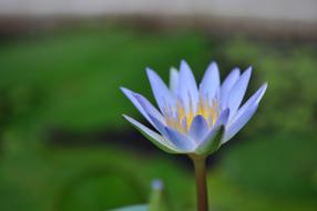 blue lotus in photoshop