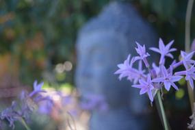 Close-up of the beautiful, violet lavender flowers, near the beautiful statue of Buddha, in meditation