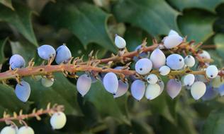 splendid Oregon Grape Holly