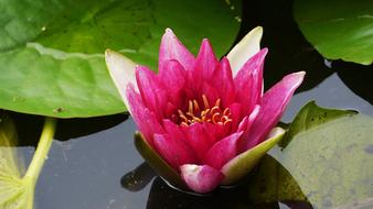 amazing Lotus Plants