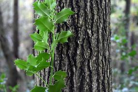 leaf of a young tree