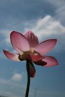 Kite Lotus blue sky