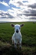 Lamb Field Holy