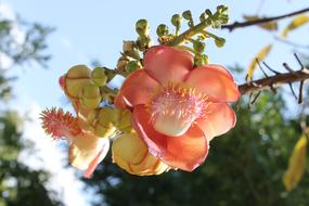 red Strand Flowers
