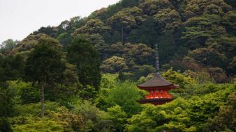 panoramic view of the temple among green vegetation in Kyoto