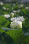 perfect Kite Lotus flowers