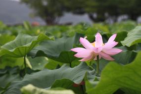 pink cute Kite Lotus Nature