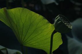Kite Lotus Peaks green