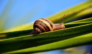 snail on a green leaf close up