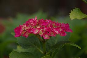 Hydrangea Church Flower pink