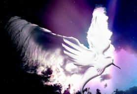 dove bird wing soul drawing