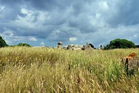 Temple Columnar and green grass