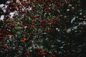 perfect Holly Berries Christmas
