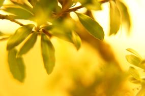 photo of a tree branch against the background of a solar glow