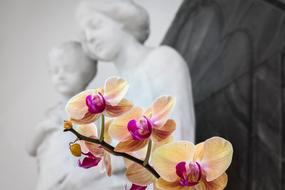beige orchid on the background of a sculpture of the Virgin Mary and the baby