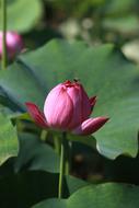 Kite Lotus Nature flower