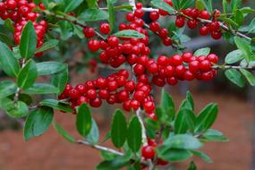 Yaupon Holly red