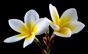 Blossom white yellow
