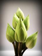 wonderful Lotus Flower