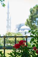 Cami and flowers Landscape