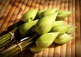 bunches of green Lotus buds on bamboo