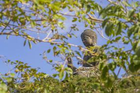 View on the Green Buddha statue through the green tree branches in China
